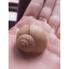 Snail Shell Cache container
