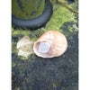 Snail Shell Cache container
