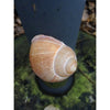 Snail Shell Cache container